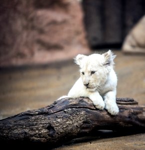 White lion photo