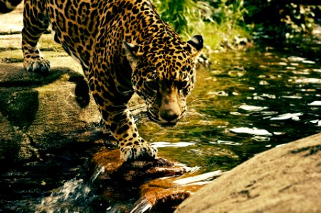 Leopard in lake 