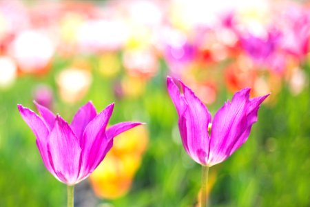 Pink Tulips photo
