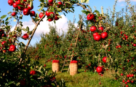 Apple trees photo