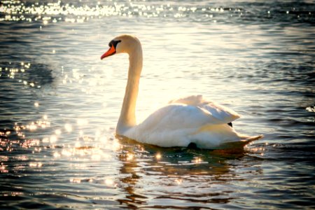 Swan in lake photo
