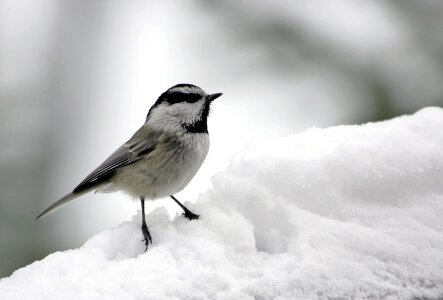 Portrait wildlife nature photo