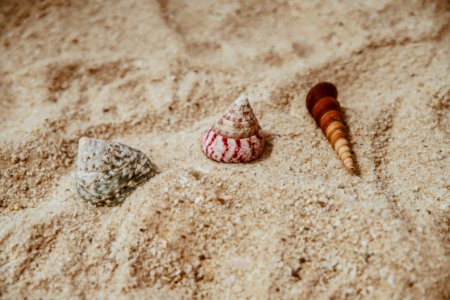 Sea Shell on beach sand 