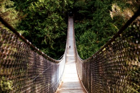 Dog running on bridge photo