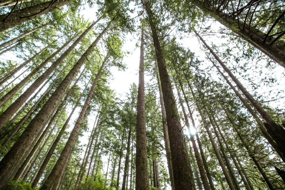 Looking up at trees 