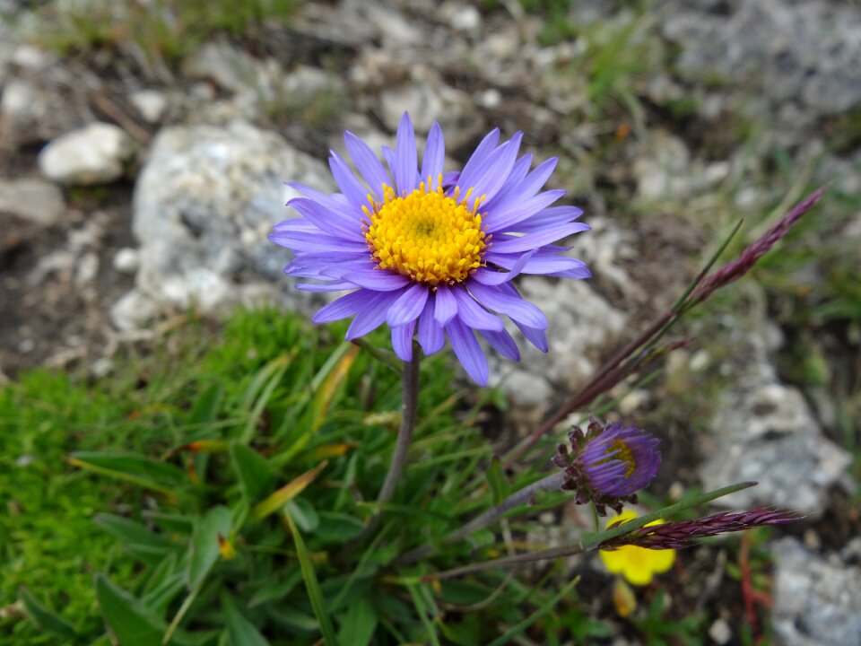 Gamsblüh mountain star herb alpine flower