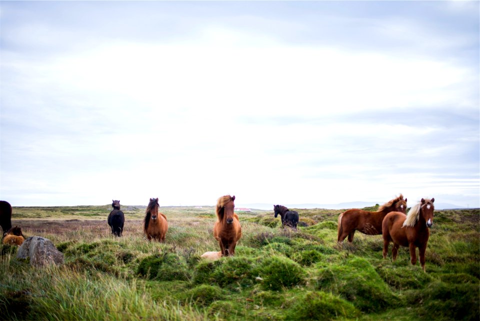 Brown Horses in Field photo