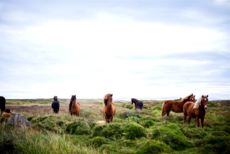 Brown Horses in Field 