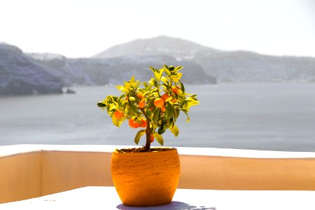 Yellow flower pot in Santorini photo