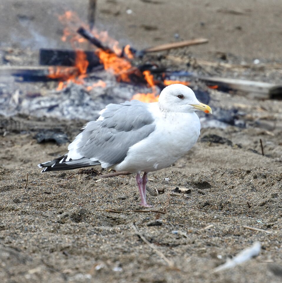 Seagull seabird wild animal