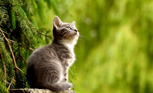Kitten in forest photo