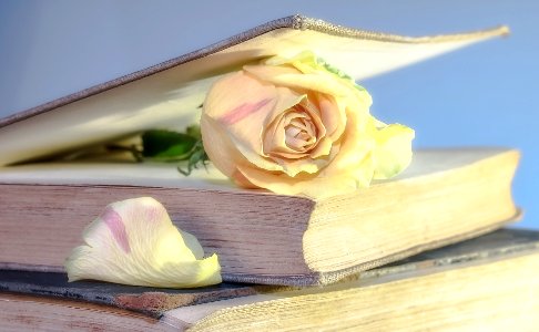 Flower in book 