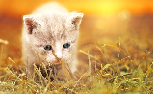 Cute Cat baby photo
