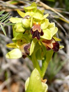 Montsant catalunya ophrys fusca