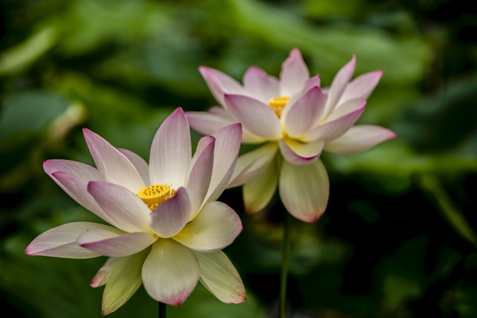 Pond water plant