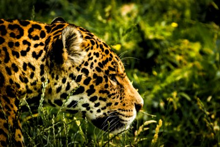 Jaguar in forest photo