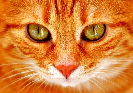 Cat's shiny eye photo