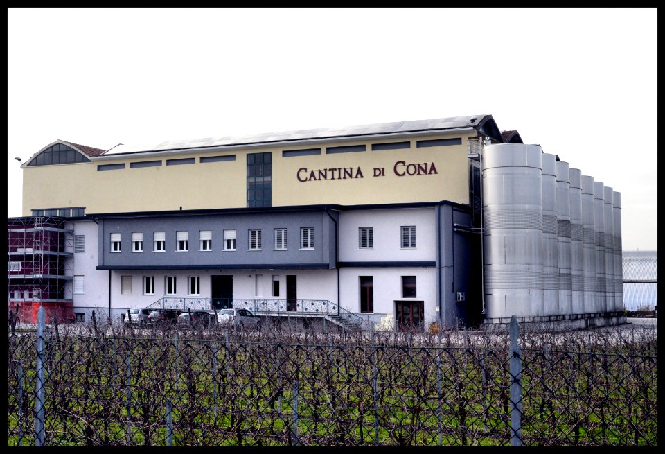 Pegolotte, Cantina di Cona 