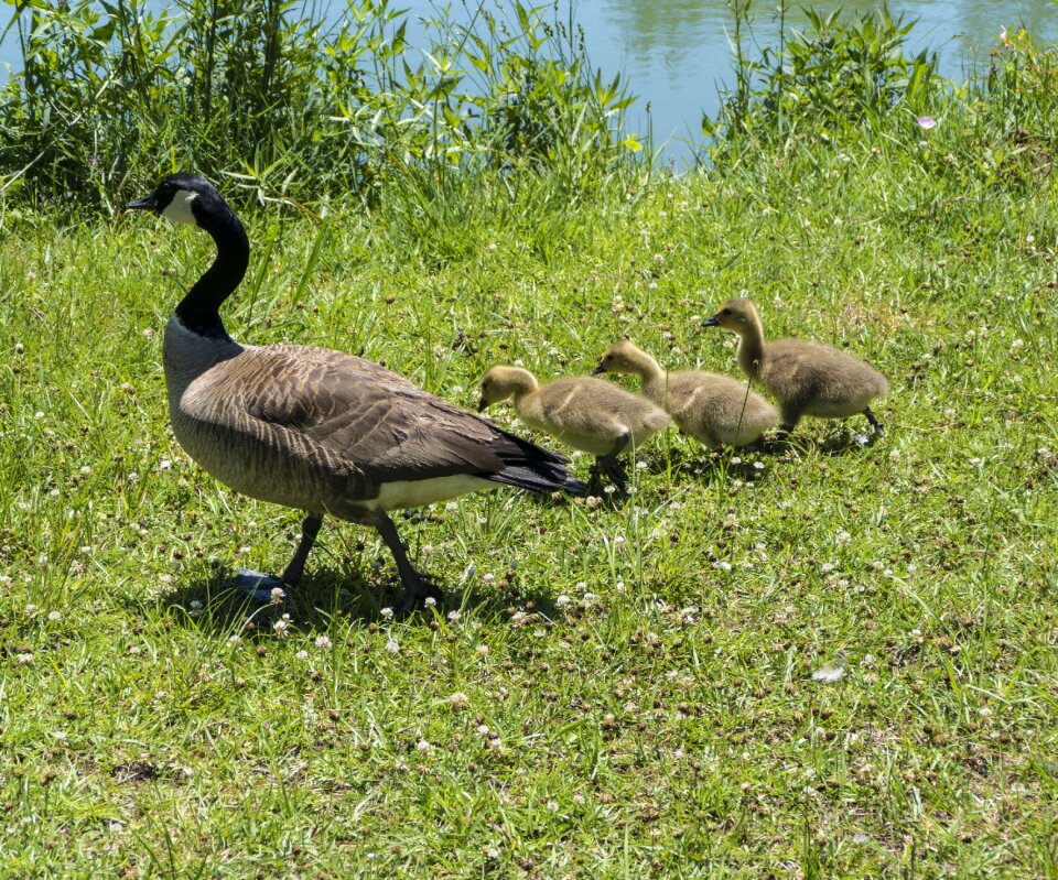 Baby ducklings canadian geese goslings