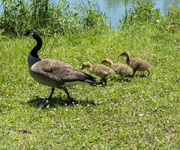 Baby ducklings canadian geese goslings