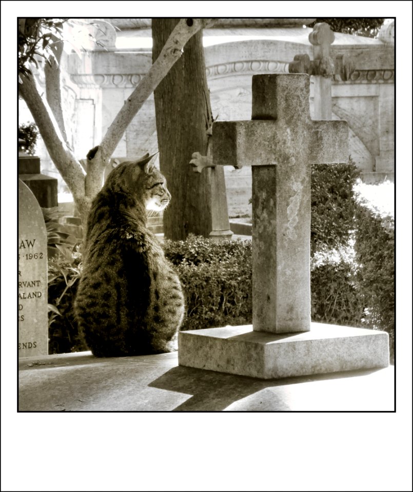Roma - Cimitero acattolico - Ottobre 2020 