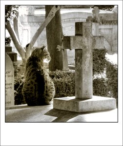 Roma - Cimitero acattolico - Ottobre 2020 