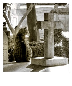 Roma - Cimitero acattolico - Ottobre 2020 photo