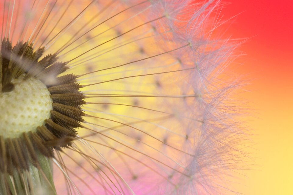 Seeds nature background