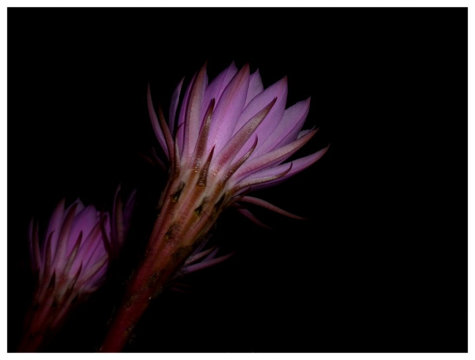 FIORE DI CACTUS (7 Giugno - ore 00,04) 