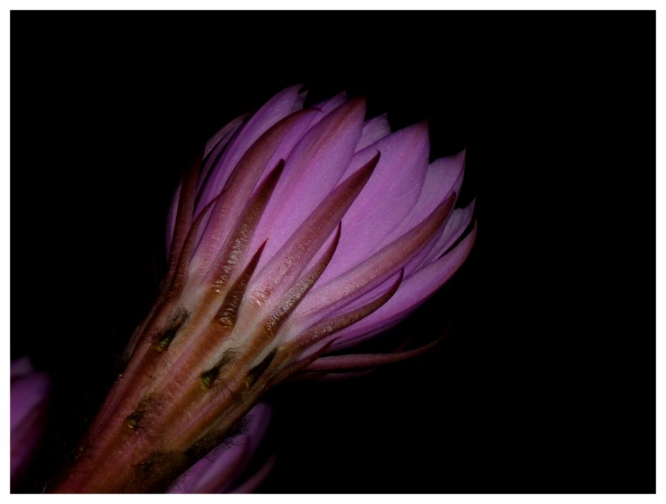 FIORE DI CACTUS (6 Giugno - ore 23,11) 
