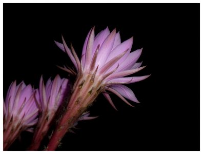 FIORE DI CACTUS (7 Giugno - ore 00,33) 