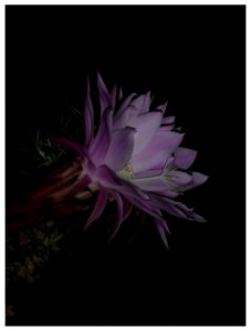 FIORE DI CACTUS (7 Giugno - ore 2,38) 