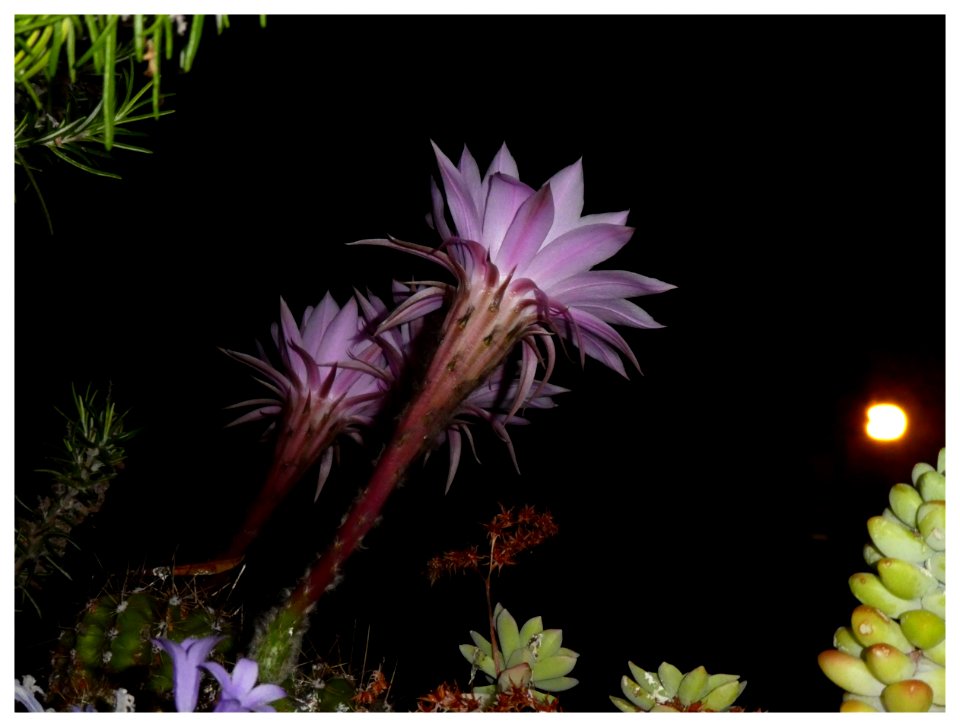 FIORE DI CACTUS (7 Giugno - ore 2,35) 