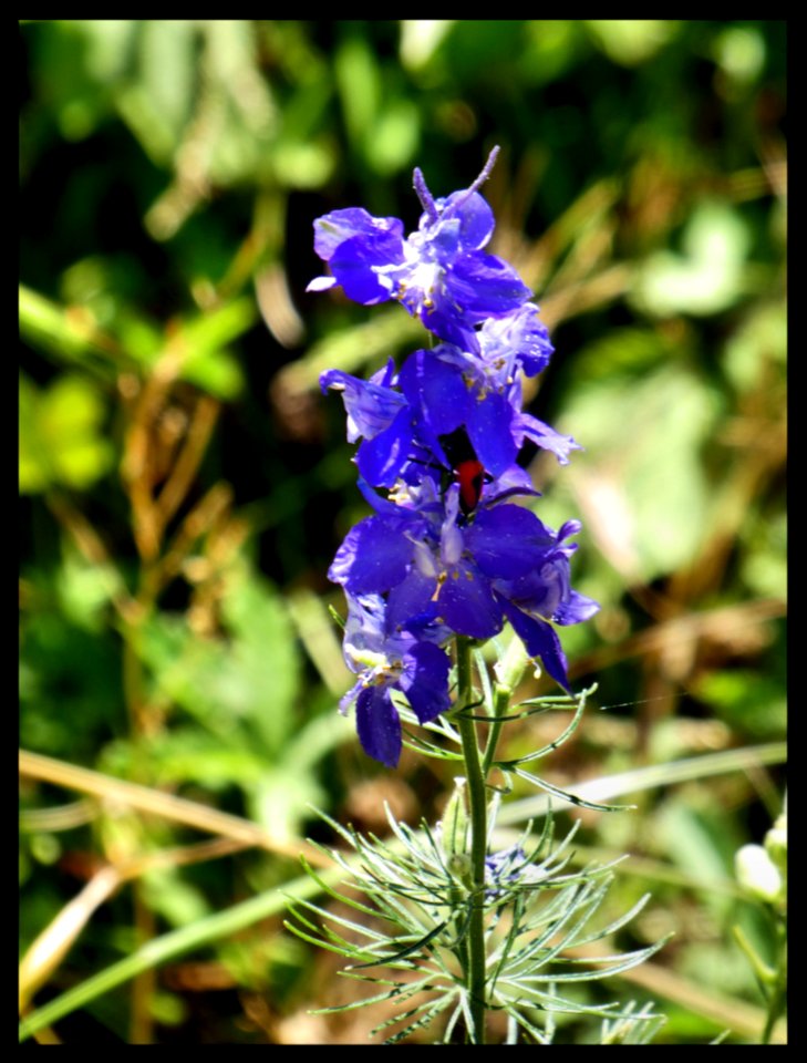 Fior di... qualcuno sa dirmi che fiore è? 
