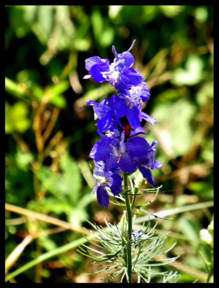 Fior di... qualcuno sa dirmi che fiore è? photo