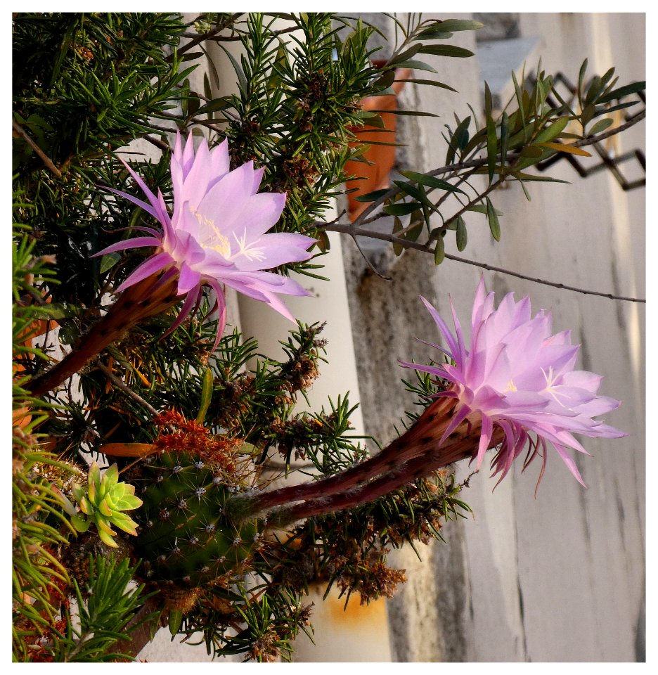 FIORE DI CACTUS (7 Giugno - ore 7,29) 