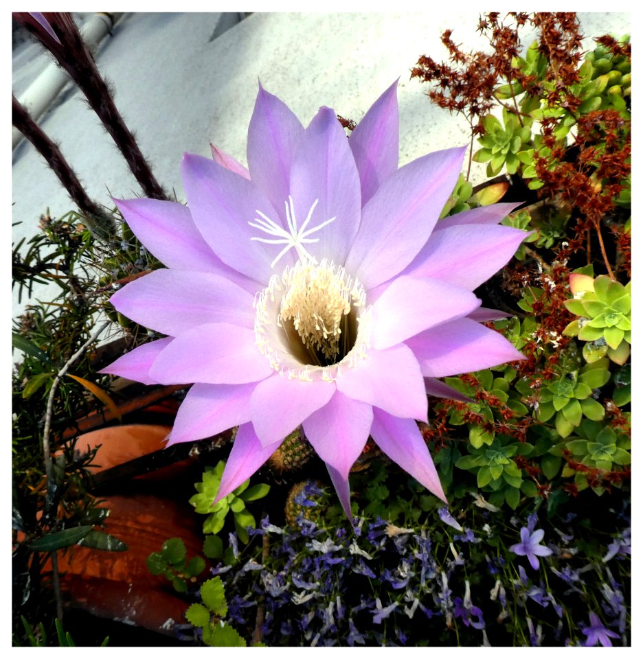 FIORE DI CACTUS (7 Giugno - ore 7,32) 