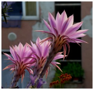 FIORE DI CACTUS (7 Giugno - ore 7,31) 