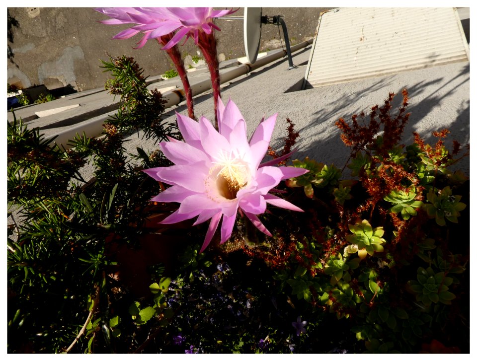 FIORE DI CACTUS (7 Giugno - ore 13,50) 