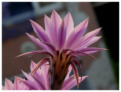 FIORE DI CACTUS (7 Giugno - ore 7,31) 