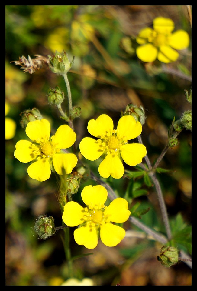 CINQUEFOGLIE - Potentilla reptans 