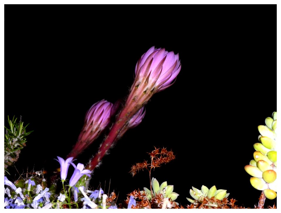 FIORE DI CACTUS (6 Giugno - ore 22,50) 