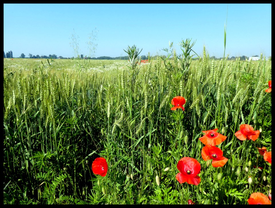 LA MAGNIFICA CAMPAGNA LOMBARDA photo