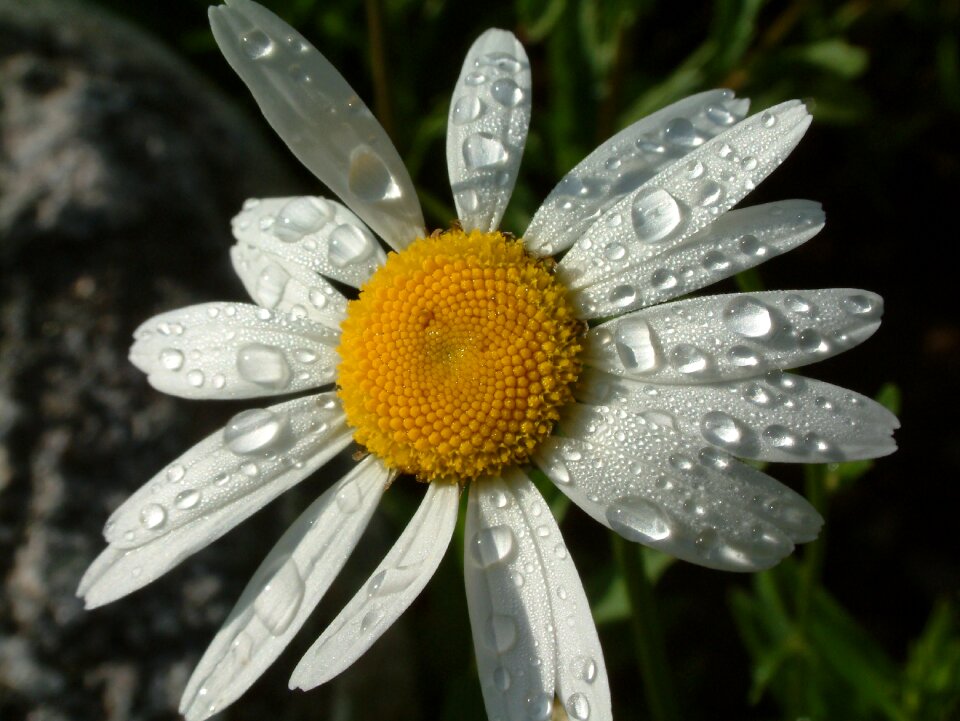 Spring summer plant