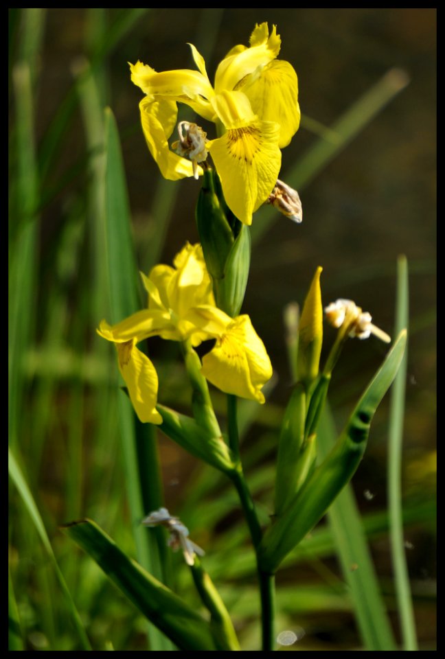 GIAGGIOLO ACQUATICO - Iris pseudacorus 