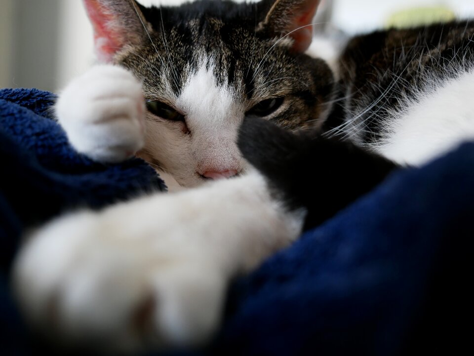 Cute domestic cat animal