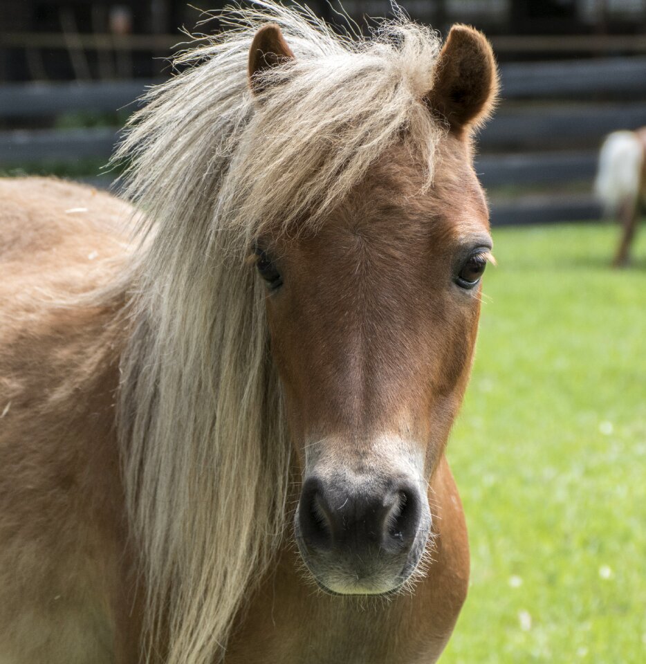 Farm brown horse brown farm