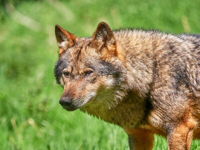 Forest animal pack animal