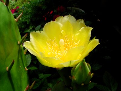 Succulent yellow flowers photo