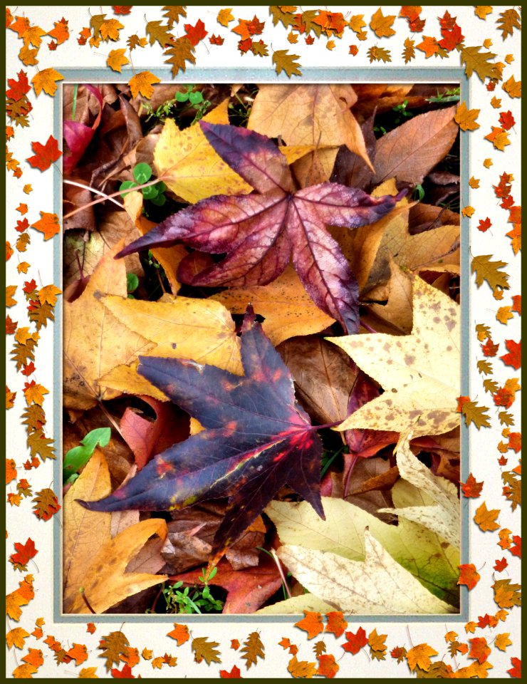 Colori d'autunno - VIA ODAZIO 